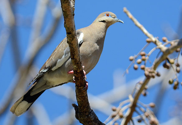 WEISSFLÜGELTAUBE, WHITE-WINGED DOVE, ZENAIDA ASIATICA
