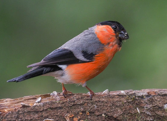 DOMPFAFF, BULLFINCH. PYRRHULA PYRRHULA