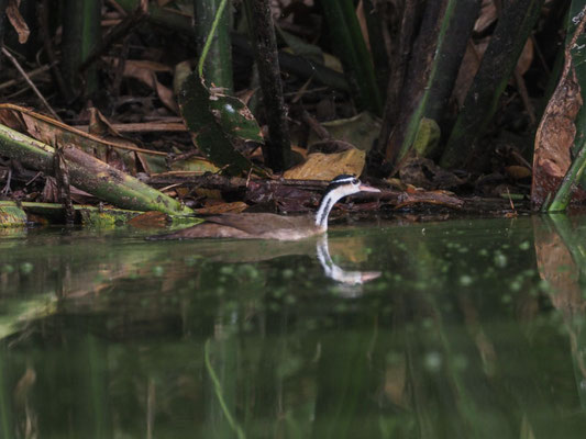 Zwergbinsenralle, Sungrebe - Heliornis fulica