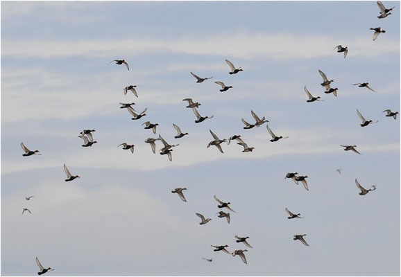 KOLBENENTE, RED-CRESTED POCHARD, NETTA RUFINA