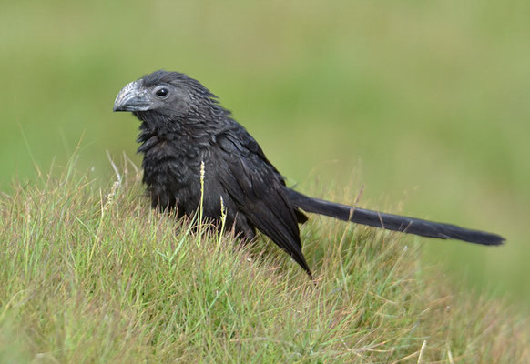 RIEFENSCHNABELANI, GROOVE-BILLED ANI, CROTOPHAGA SULCIROSTRIS 