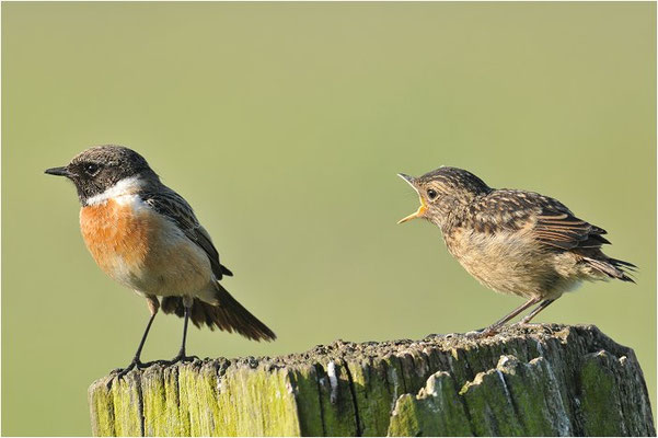 SCHWARZKEHLCHEN, STONECHAT, SAXICOLA TORQUATUS