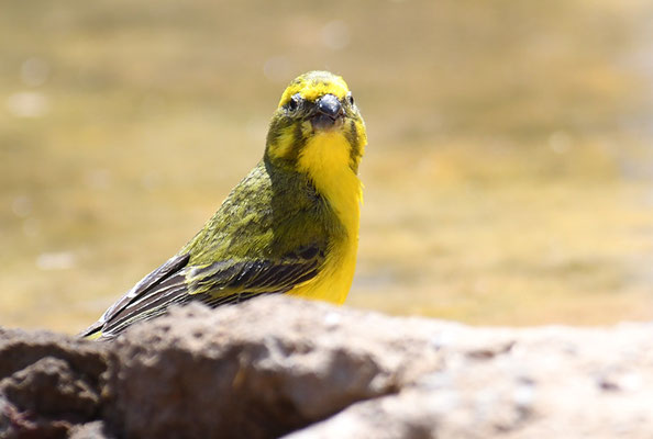 SCHWEFELGIRLITZ, BRIMSTONE CANARY, CRITHAGRA SULPHURATA