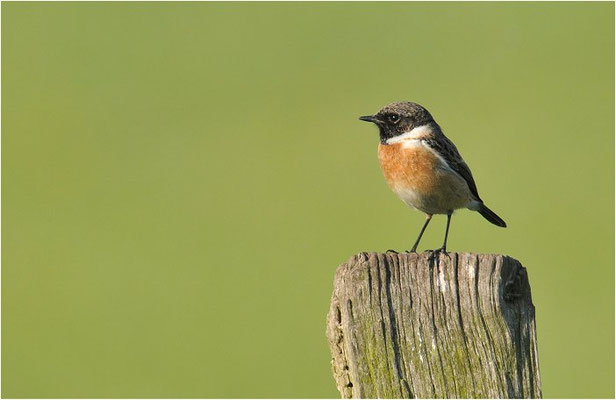 SCHWARZKEHLCHEN, STONECHAT, SAXICOLA TORQUATUS