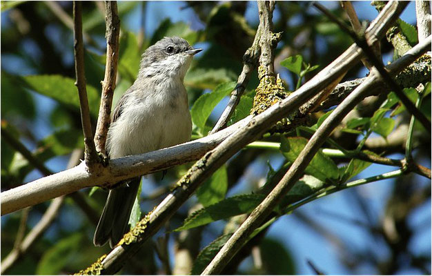 KLAPPERGRASMÜCKE, LESSER WHITETHROAT, SYLVIA CURRUCA