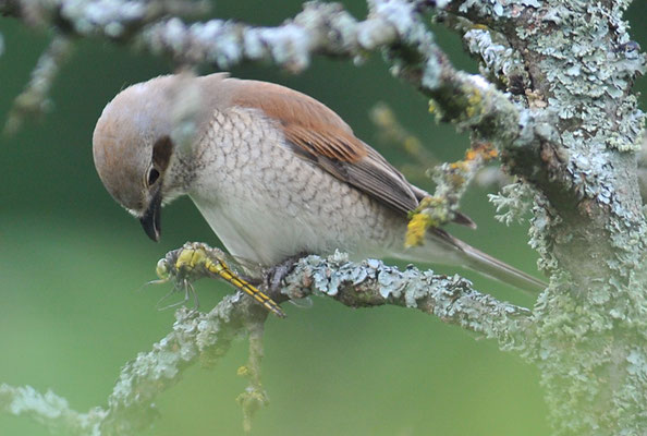 NEUNTÖTER, RED-BACKED SHRIKE, LANIUS COLLURIO