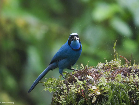 TÜRKISHÄHER, TURQUOISE JAY - CYANOLYCA TURCOSA