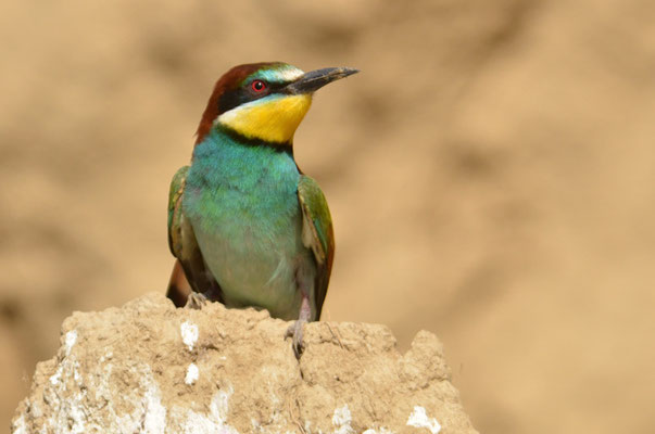 BIENENFRESSER, EUROPEAN BEE-EATER, MEROPS APIASTER