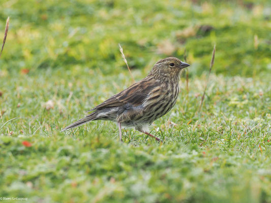 BLEIAMMER-TANGARE, PLUMBEOUS SIERRA-FINCH - PHRYGILUS UNICOLOR