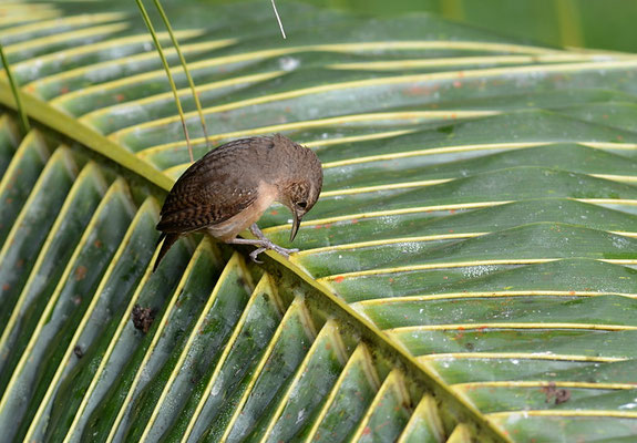 HAUSZAUNKÖNIG, HOUSE WREN, TROGLODYTES AEDON