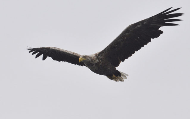 SEEADLER, WHITE-TAILED EAGLE, HALIAEETUS ALBICILLA