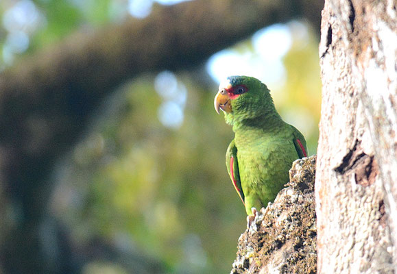 WEISSSTIRNAMAZONE, WHITE-FRONTED PARROT, AMAZONA ALBIFRONS