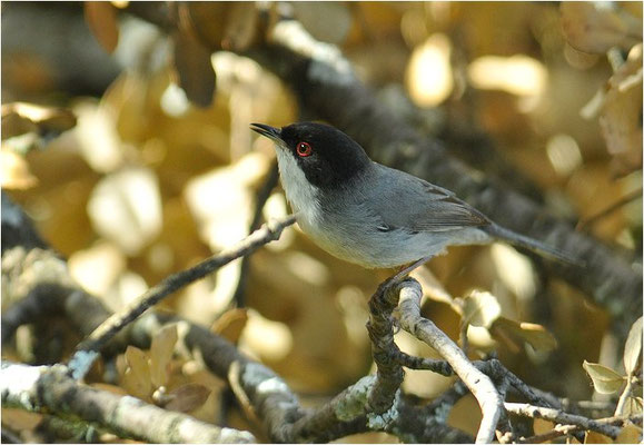 SAMTKOPFGRASMÜCKE, SARDINIAN WARBLER, SYLVIA MELANOCEPHALA