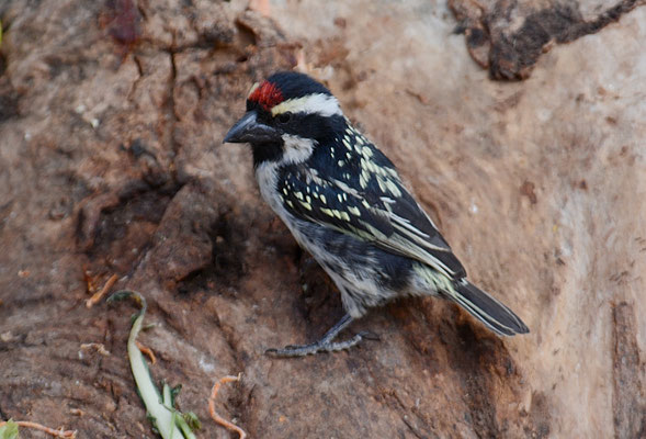 ROTSTIRNBARTVOGEL, ACADIA PIED BARBET, TRICHOLAEMA LEUCOMELAS