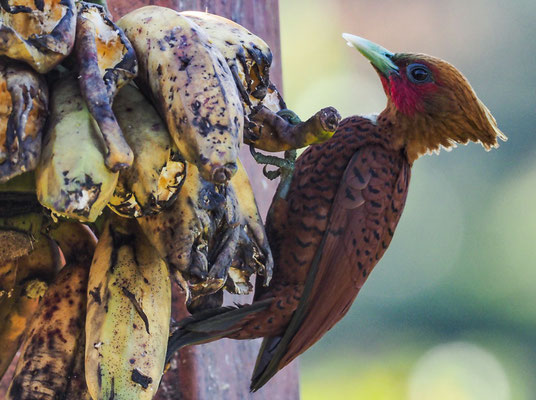 KASTANIENSPECHT, CHESTNUT-COLORED WOODPECKER, CELEUS CASTANEUS
