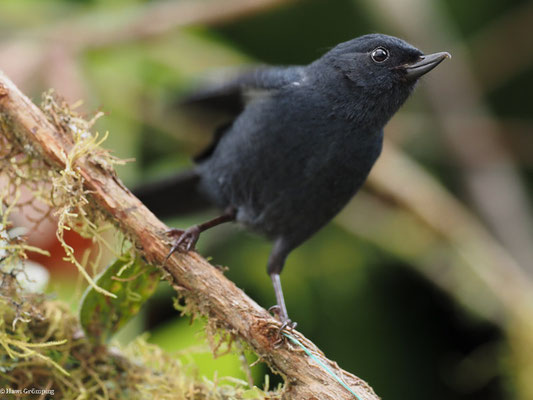 SCHIEFERHAKENSCHNABEL, WHITE-SIDED FLOWERPIERCER - DIGLOSSA ALBILATERA