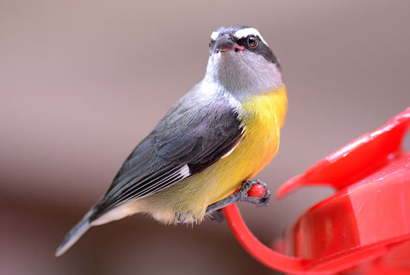 ZUCKERVOGEL, BANANAQUIT, COEREBA FLAVEOLA