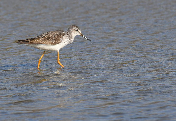 KLEINER GELBSCHENKEL, LESSER YELLOWLEGS, TRINGA FLAVIPES