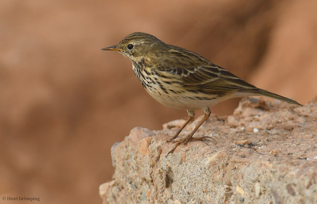 WIESENPIEPER, MEADOW PIPIT, ANTHUS PRATENSIS
