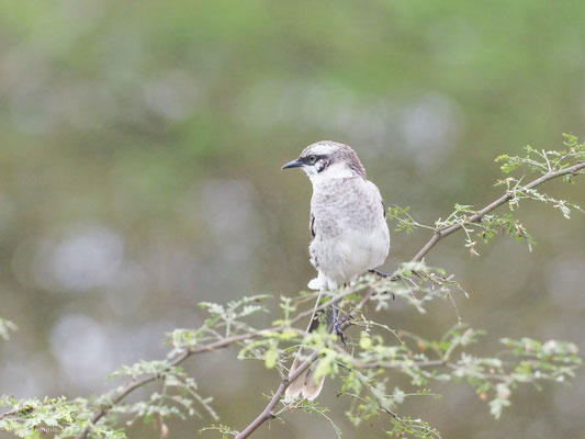 Langschwanz-Spottdrossel, Long-tailed Mockingbird - Mimus longicaudatus