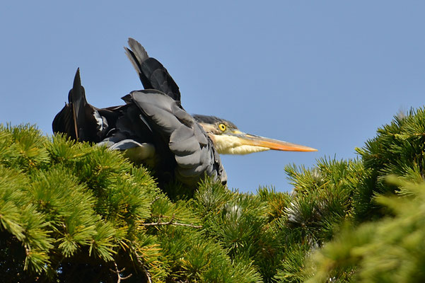 KANADAREIHER, GREAT BLUE HERON, ARDEA HERODIAS