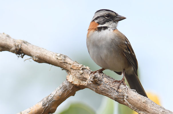 MORGENAMMER, RUFOUS-COLLARED SPARROW, ZONOTRICHIA CAPENSIS