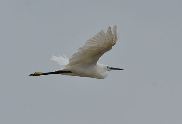 SEIDENREIHER, LITTLE EGRET, EGRETTA GARZETTA