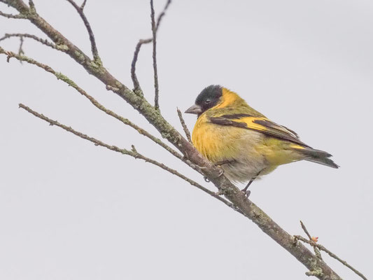Magellanzeisig, Hooded Siskin - Sporagra magellanica