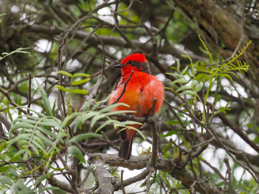 RUBINTYRANN, VERMILLION FLYCATCHER - PYROCEPHALUS RUBINUS