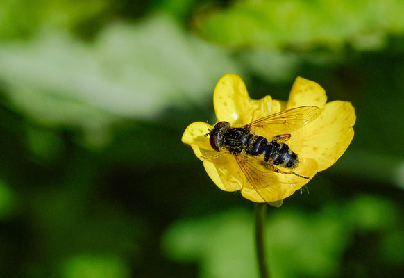 GESTREIFTE NASENSCHWEBFLIEGE, ANASIMYIA LINEATA