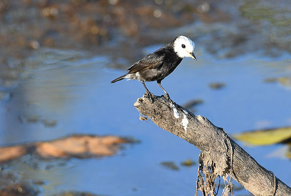 SUMPFTYRANN, WHITE-HEADED MARSH-TYRANT, ARUNDINICOLA LEUCOCEPHALA