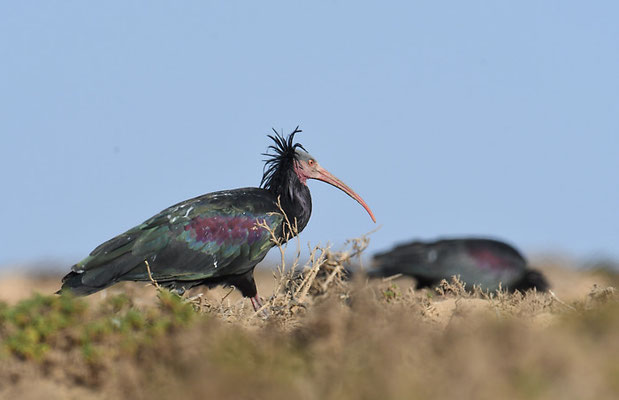 WALDRAPP, BALD IBIS, GERONTICUS EREMITA