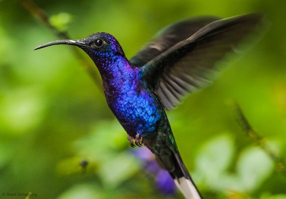 VIOLETTDEGENFLÜGEL, VIOLET SABREWING, CAMPYLOPTERUS HEMILEUCURUS
