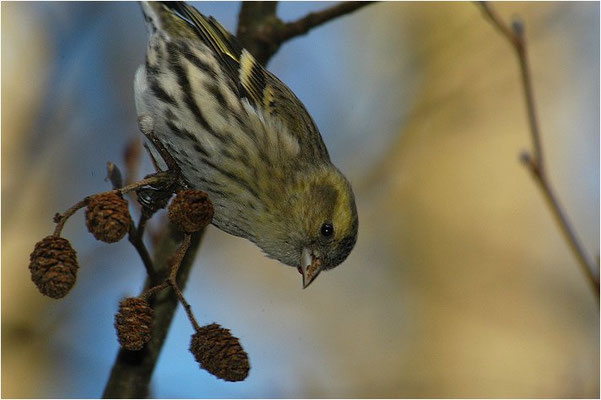 ERLENZEISIG, SISKIN, CARDUELIS SPINUS
