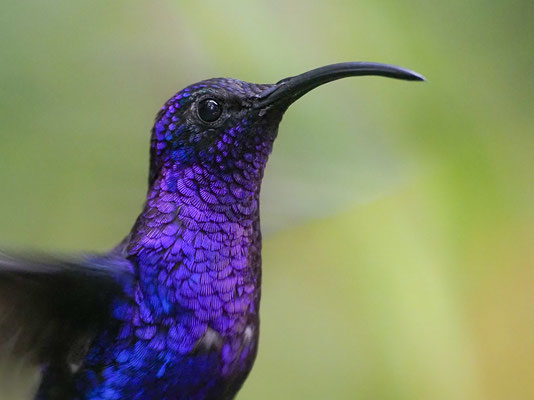 VIOLETTDEGENFLÜGEL, VIOLET SABREWING, CAMPYLOPTERUS HEMILEUCURUS