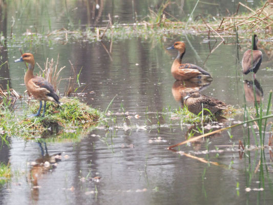 Gelbe Pfeifgans, Fulvous Whistling-Duck - Dendrocygna bicolor