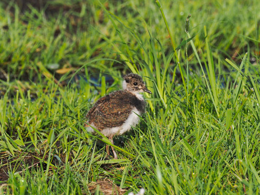 Kiebitz, Northern Lapwing - vanellus vanellus