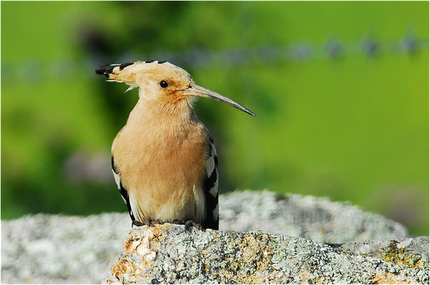 WIEDEHOPF, HOOPOE, UPUPA EPOPS