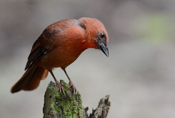 ROTKEHL-AMEISENTANGARE, RED-THROATED ANT-TANAGER, HABIA FUSCICAUDA 