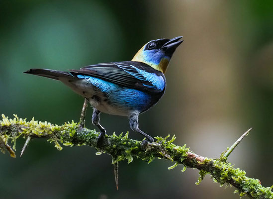 PUPURMASKENTANGARE, GOLDEN-HOODED TANAGER, TANGARA LARVATA