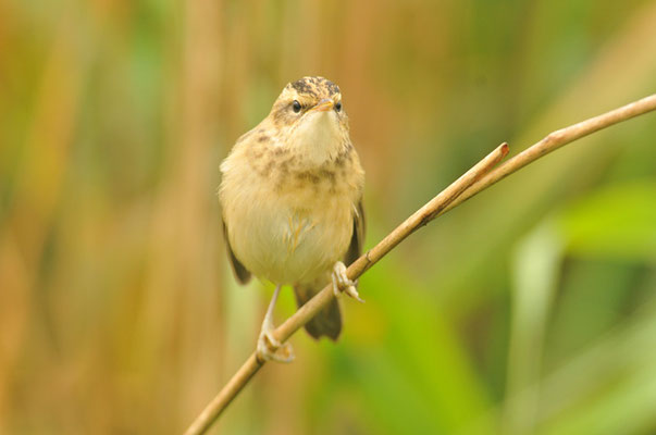 SCHILFROHRSÄNGER, SEDGE WARBLER, ACROCEPHALUS SCHOENOBAENUS