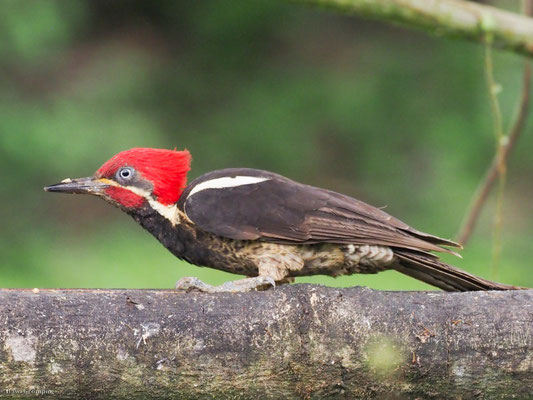 LINIENSPECHT, LINEATED WOODPECKER - DRYOCOPUS LINEATUS