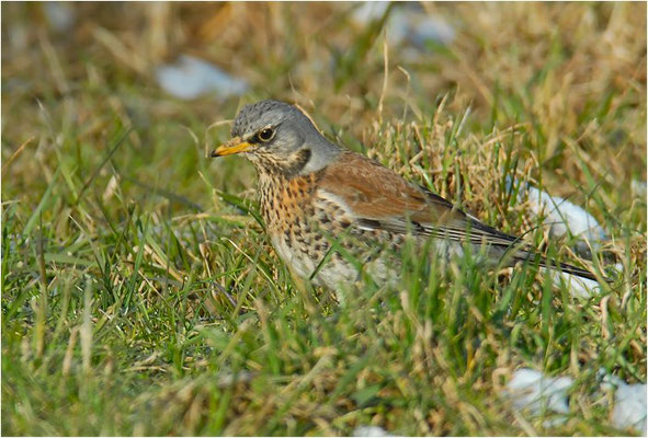 WACHOLDERDROSSEL, FIELDFARE, TURDUS PILARIS