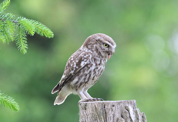 STEINKAUZ, LITTLE OWL , ATHENE NOCTUA