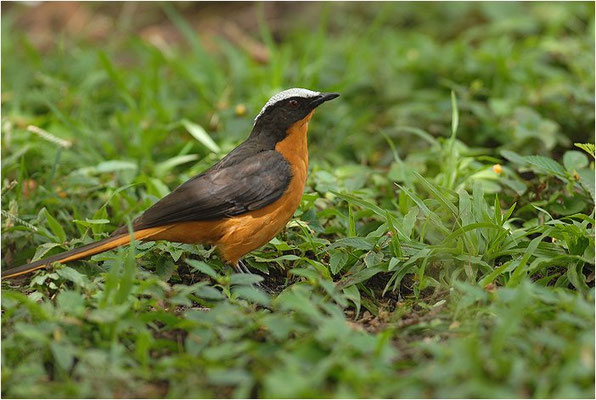 SCHUPPENKOPFRÖTEL, WHITE-CROWNED ROBIN-CHAT, COSSYPHA ALBICAPILLA