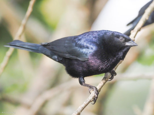 GLANZKUHSTÄRLING, SHINY COWBIRD - MOLOTHRUS BONARIENSIS