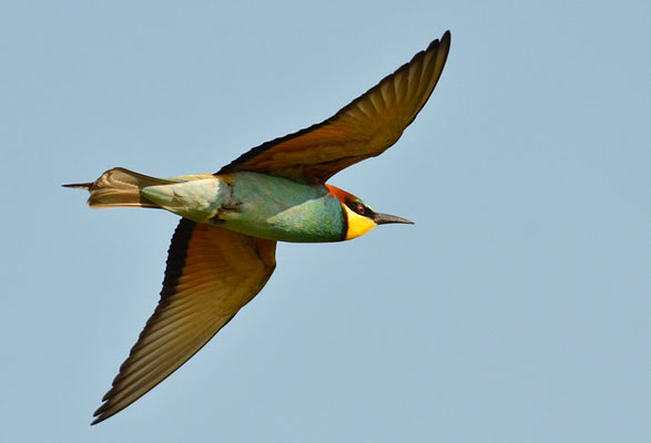 BIENENFRESSER, EUROPEAN BEE-EATER, MEROPS APIASTER