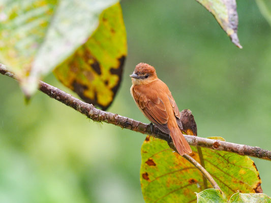 ZIMTBEKARDE, CINNAMON BECARD - PACHYRAMPHUS CINNAMOMEUS
