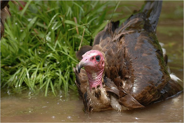 KAPPENGEIER, HOODED VULTURE, NECROSYRTES MONACHUS 