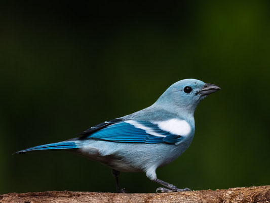 BISCHOFSTANGARE, BLUE-GRAY TANAGER - THRAUPIS EPISCOPUS